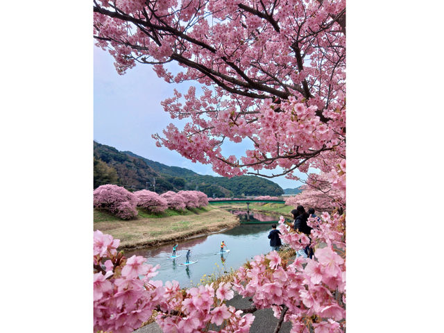 期間限定お花見SUPもあります_SUP 南伊豆