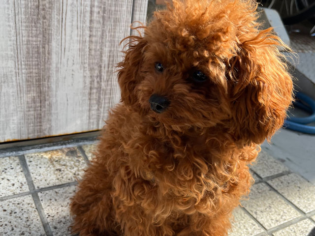 看板犬のからあげ君_陶芸 gallery cafe 私游