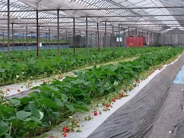 南阿蘇ふれあい農園