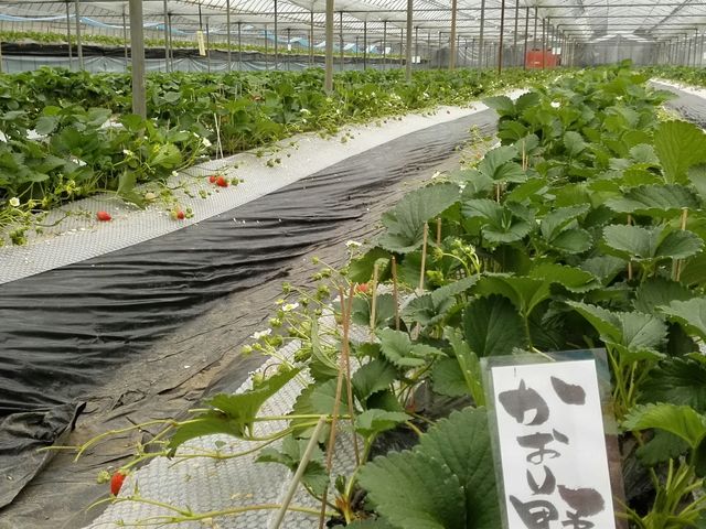 南阿蘇ふれあい農園