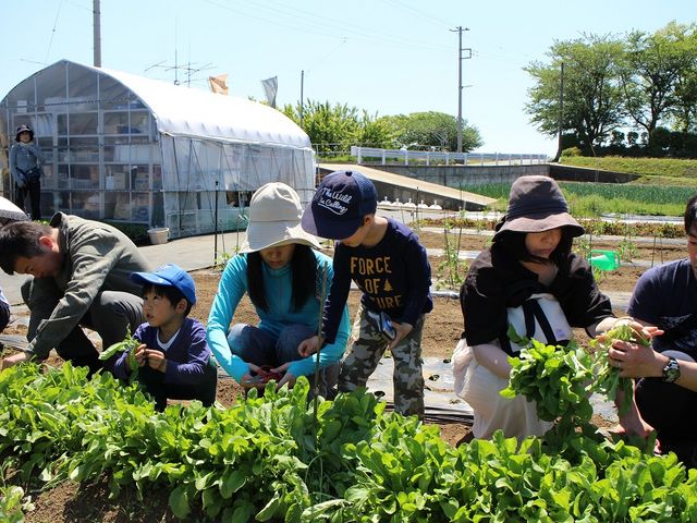 里山シェア会員は自分の区画で育てた野菜を収穫できます_里山シェア大井松田