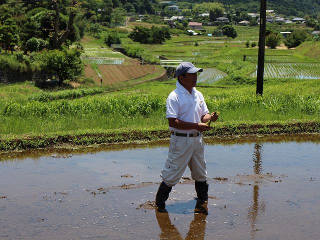 田植えは農家さんが教えてくれるので初めての方も安心!(6月)_里山シェア大井松田
