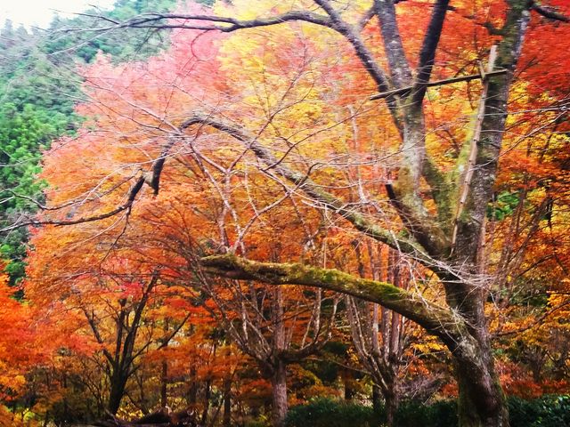 紅葉の時期_カントリーレストラン渓流荘