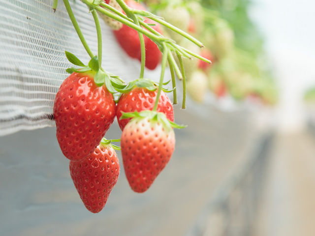 Farm おかよし