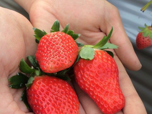Farm おかよし