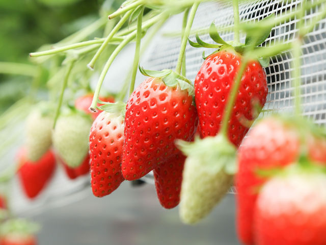 Farm おかよし