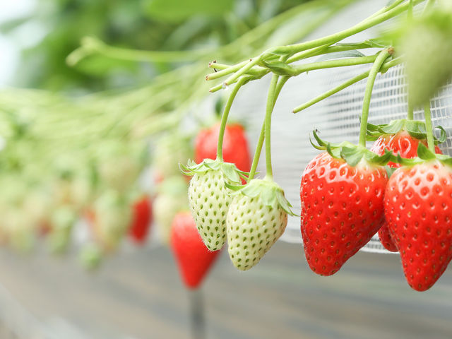 Farm おかよし
