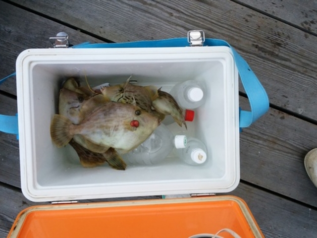 釣果例(カワハギ)_熱海港 幸洋丸