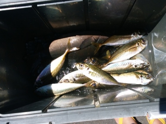 釣果例(アジ)_熱海港 幸洋丸