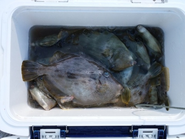 釣果例(カワハギ)_熱海港 幸洋丸