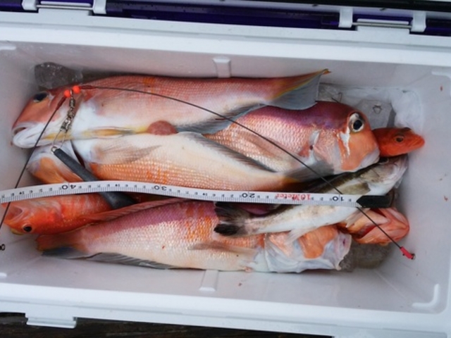 釣果例(アマダイ)_熱海港 幸洋丸
