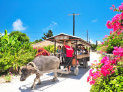 石垣島ドリーム観光の写真2