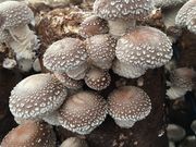 なかしべつ菌床栽培協同組合の写真2