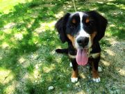 パンゲア・フィールドの写真4