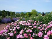松阪農業公園ベルファームの写真3