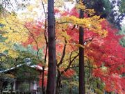 UraUraTour京都の写真3