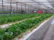 南阿蘇ふれあい農園の写真2