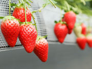 Farm おかよしの写真2