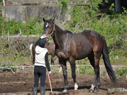 グリーングラス乗馬倶楽部の写真3