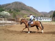 グリーングラス乗馬倶楽部の写真2