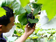 フルーツハーベスト 田中農園の写真4