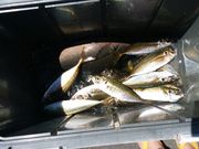 熱海港 幸洋丸の写真4