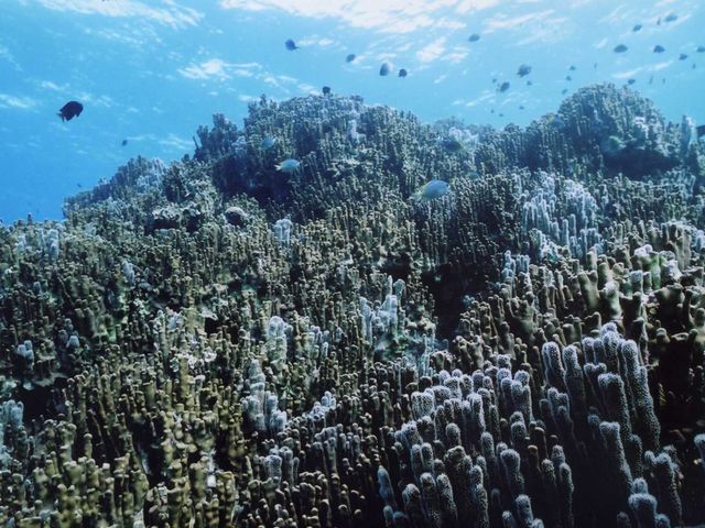 大浦湾のアオサンゴをみるならグラスボートで!_じゅごんの里
