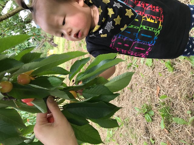 さくらんぼ狩り_観光果樹園 安達農園