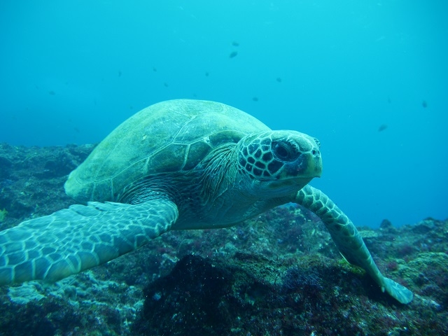 八丈島の海で待ってるよ!_オーシャンブルヴァード