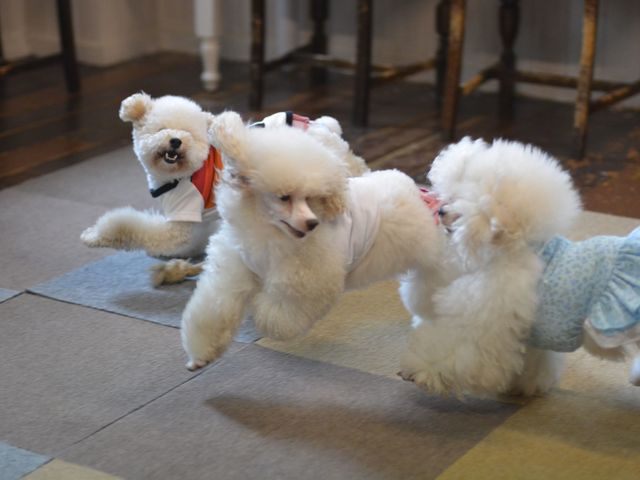 犬カフェ かたのだ