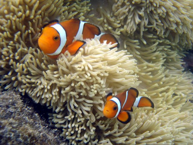 八重山Diving Service Field