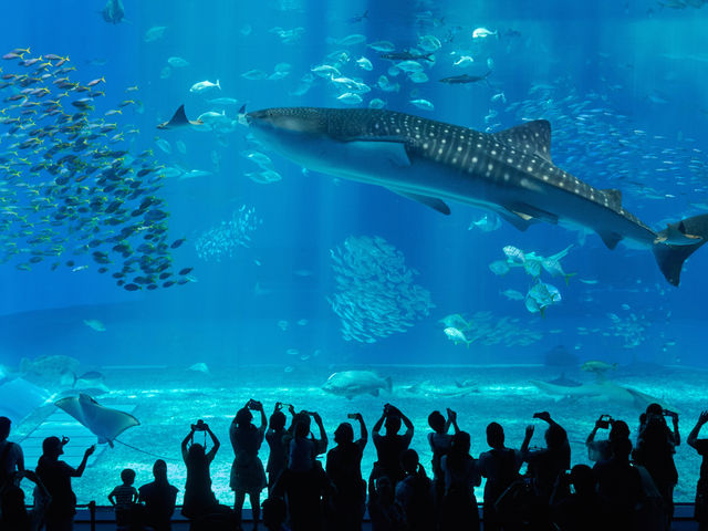 沖縄美ら海水族館ジンベエザメ_沖縄サンゴツアー