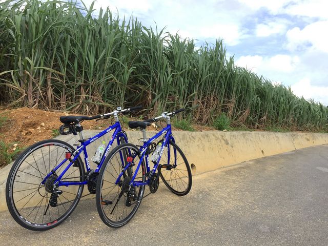 サトウキビ畑_ノレジオサイクル