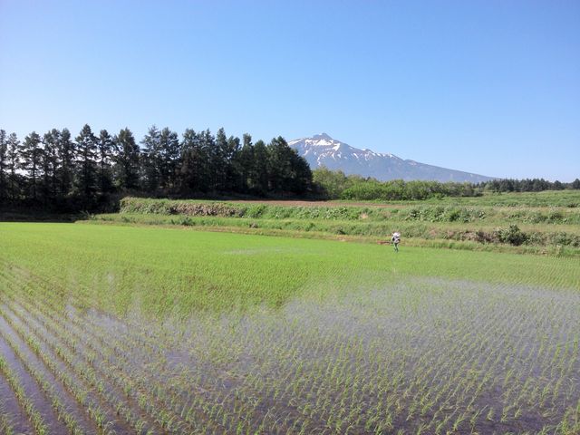 田植え直後の様子_風丸農場