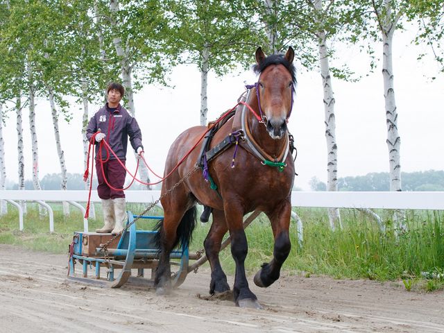 夏でも冬でも調教は欠かせません。ばん馬のたくましい姿をぜひご覧ください。_ばんえい牧場十勝