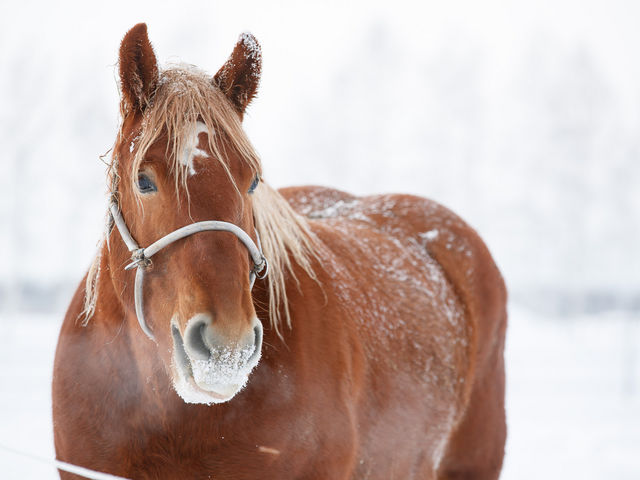 冬の牧場では、鼻先に雪をくっつけた馬を多数目撃することができます。_ばんえい牧場十勝