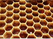 西村養蜂場の写真2