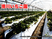 滑川いちご園の写真3
