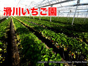 滑川いちご園の写真4