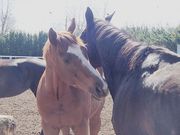 乗馬クラブ アップリケ牧場の写真4