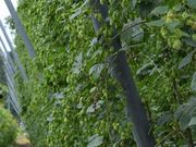 遠野ホップ農業協同組合の写真2