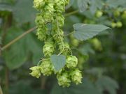 遠野ホップ農業協同組合の写真3