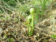 山菜ときのこの案内人会の写真2