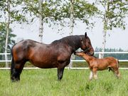 ばんえい牧場十勝の写真2