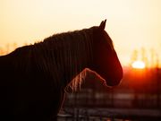 ばんえい牧場十勝の写真3