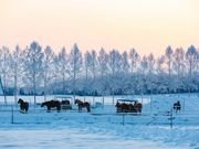 ばんえい牧場十勝の写真4