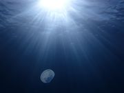 ダイビング&ネイチャーツアーF.WAVEの写真2