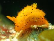 ダイビング&ネイチャーツアーF.WAVEの写真3