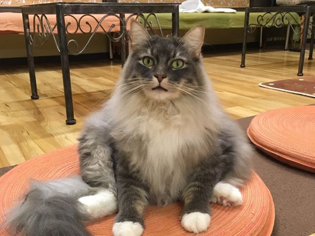 猫カフェ Baron