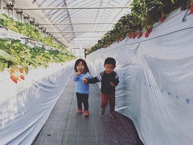 金子苺園